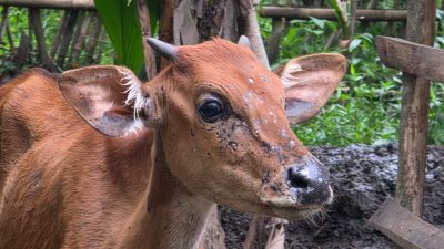 Tangis Peternak Tanah Barat Bali: Penyakit Misterius Menggulung Harapan, Puluhan Sapi di Jembrana Suspek LSD