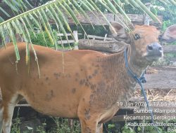 Geger Kembali di Bali: Dugaan Penyakit LSD Muncul di Sumberklampok, Truk Sapi Tetap Keluar Pulau di Tengah Lockdown Jembrana