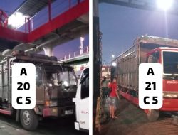 Dugaan Sapi Bali Betina Lolos ke Jawa Lewat Gilimanuk, Pengawasan Karantina Disorot