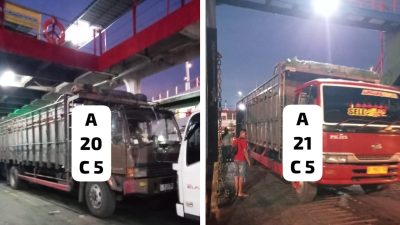 Dugaan Sapi Bali Betina Lolos ke Jawa Lewat Gilimanuk, Pengawasan Karantina Disorot