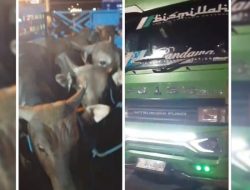 Gerbang Bali Diduga Jebol: 15 Sapi Tanpa Eartag Lolos dari Karantina Gilimanuk, Pengawasan Dipertanyakan