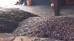 Gudang PKO Ilegal di Petatal “Kebal Hukum”! Aktivitas Terang-Terangan, Negara Terancam Rugi Miliaran