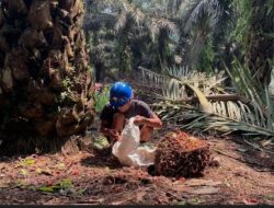 Ironi di Tanah Sendiri: Petani Sawit Digusur, Konflik Korporasi dan Kebijakan Negara Dipertanyakan