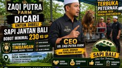 CEO UD. Zaqi Putra Farm Turun Langsung Awasi Pembelian Sapi, Utamakan Kejujuran dan Sistem Timbangan Transparan