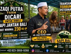 CEO UD. Zaqi Putra Farm Turun Langsung Awasi Pembelian Sapi, Utamakan Kejujuran dan Sistem Timbangan Transparan
