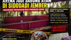 Arena Judi Sabung Ayam Sidodadi Dikabarkan Buka Lagi, Warga Pertanyakan Nyali Penegakan Hukum di Jember