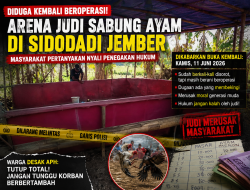 Arena Judi Sabung Ayam Sidodadi Dikabarkan Buka Lagi, Warga Pertanyakan Nyali Penegakan Hukum di Jember