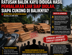 Ratusan Balok Kayu Diduga Hasil Pembalakan Liar Siap Diolah, Siapa Cukong di Baliknya?