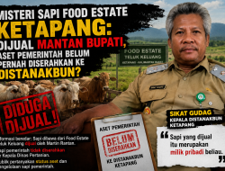 Terungkap! Distanakbun Sebut Sapi yang Dijual Martin Rantan Milik Pribadi, Publik Minta Audit Food Estate