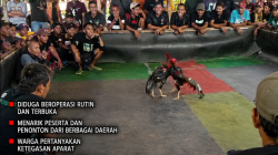 DUA TAHUN BEROPERASI? Arena Sabung Ayam Diduga Kebal Hukum di Ambulu, Instruksi Kapolri Dipertanyakan