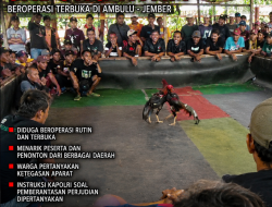 DUA TAHUN BEROPERASI? Arena Sabung Ayam Diduga Kebal Hukum di Ambulu, Instruksi Kapolri Dipertanyakan