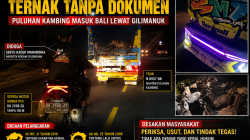 Ada Apa di Gilimanuk? Dugaan Pengawalan Ternak Tanpa Dokumen Kembali Seret Nama Oknum TNI