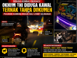 Ada Apa di Gilimanuk? Dugaan Pengawalan Ternak Tanpa Dokumen Kembali Seret Nama Oknum TNI