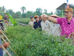 Bupati Batu Bara Targetkan Gambus Laut dan Lubuk Cuik Jadi Sentra Cabai Varietas Unggul