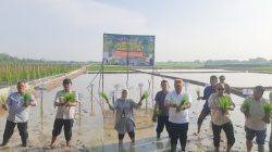 Ikuti Gerakan Tanam Serempak 50.000 Hektare, Bupati Baharuddin Dorong Produktivitas dan Kesejahteraan Petani